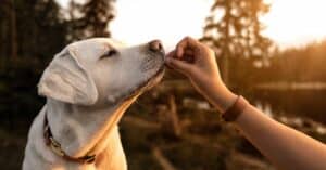 Ways Dogs Show Loyalty To Their Owners