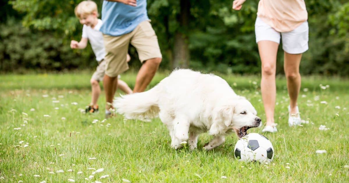 What Your Dog’s Playtime Reveals about Their Mind