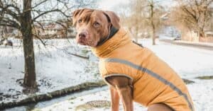 Essential Tips for Keeping Your Dog Cozy in Winter