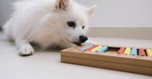 Fun Brain Games for Your dog