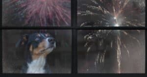 How To Ensure Dog Safety During Fireworks