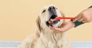 Relevant Dog Dental Health Tips