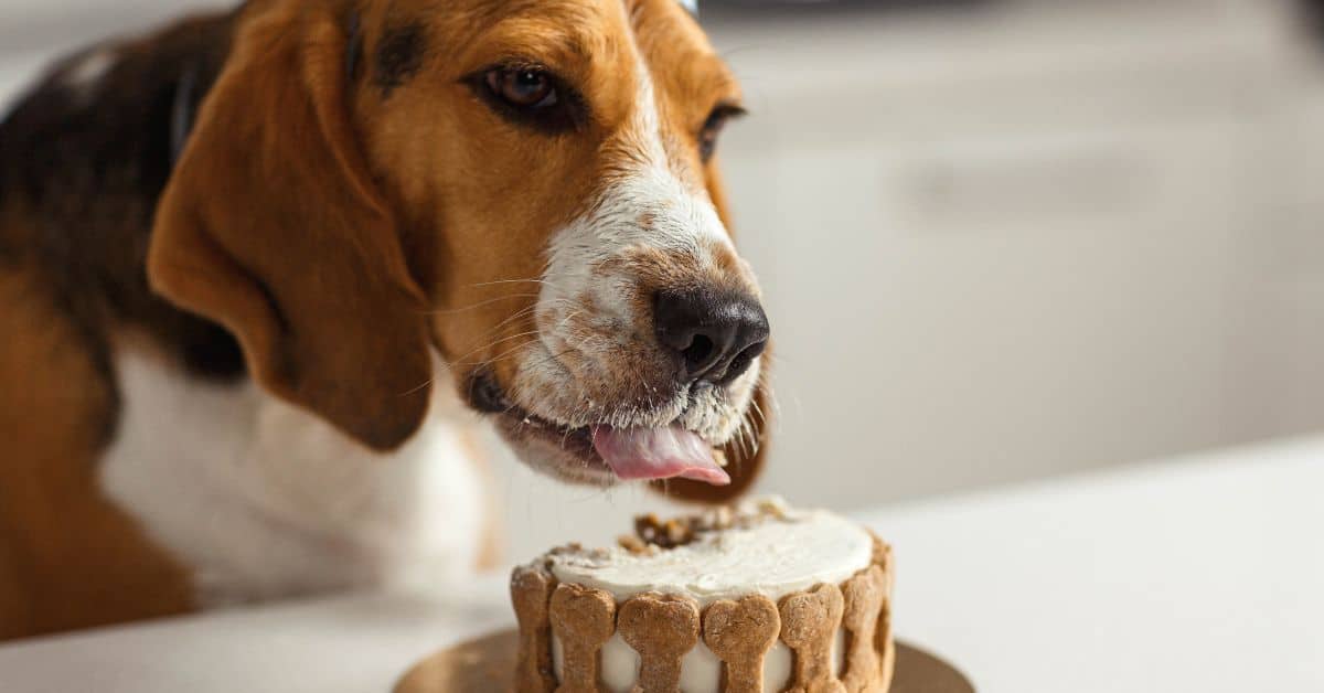 What Your Dog's Eating Habits Say About Them