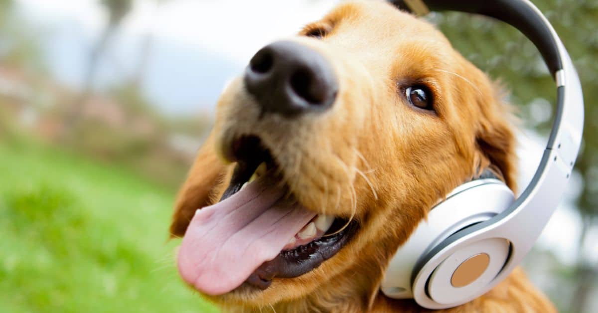 What Music Do Dogs Really Enjoy?